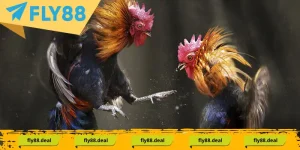 Góc Chia Sẻ - FLY88 DEAL