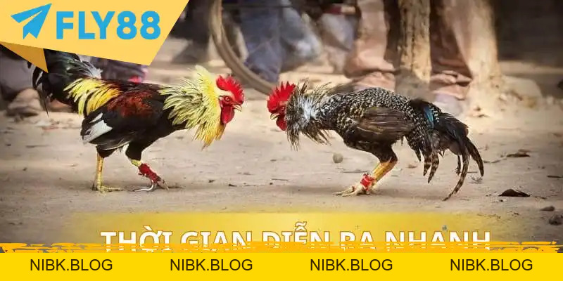 Đá Gà Cựa Sắt Trực Tuyến: Kinh Nghiệm & Luật - FLY88 DEAL Đá Gà Cựa Sắt Trực Tuyến: Kinh Nghiệm & Luật - FLY88 DEAL