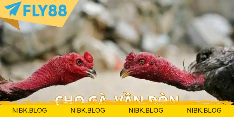 Cách Nuôi Gà Chọi Từ Các Chuyên Gia – Sổ Tay Cập Nhật - FLY88 DEAL Cách Nuôi Gà Chọi Từ Các Chuyên Gia – Sổ Tay Cập Nhật - FLY88 DEAL