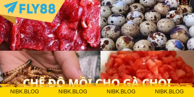 Cách Nuôi Gà Chọi Từ Các Chuyên Gia – Sổ Tay Cập Nhật - FLY88 DEAL Cách Nuôi Gà Chọi Từ Các Chuyên Gia – Sổ Tay Cập Nhật - FLY88 DEAL
