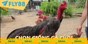 Góc Chia Sẻ - FLY88 DEAL