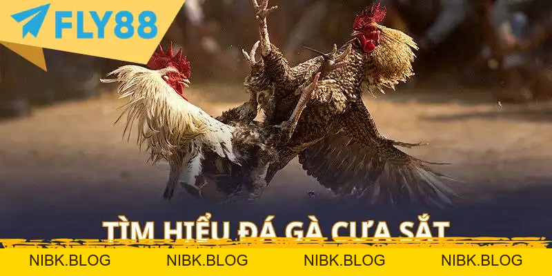 Đá Gà Cựa Sắt Trực Tuyến: Kinh Nghiệm & Luật - FLY88 DEAL Đá Gà Cựa Sắt Trực Tuyến: Kinh Nghiệm & Luật - FLY88 DEAL