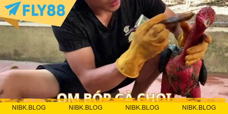 Cách Nuôi Gà Chọi Từ Các Chuyên Gia – Sổ Tay Cập Nhật - FLY88 DEAL Cách Nuôi Gà Chọi Từ Các Chuyên Gia – Sổ Tay Cập Nhật - FLY88 DEAL
