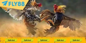 Góc Chia Sẻ - FLY88 DEAL