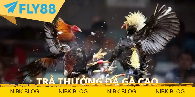 Đá Gà Cựa Sắt Trực Tuyến: Kinh Nghiệm & Luật - FLY88 DEAL Đá Gà Cựa Sắt Trực Tuyến: Kinh Nghiệm & Luật - FLY88 DEAL